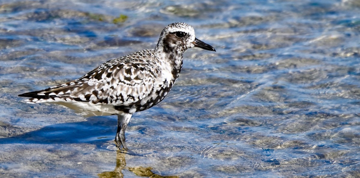 Black-bellied Plover - Herb Marshall