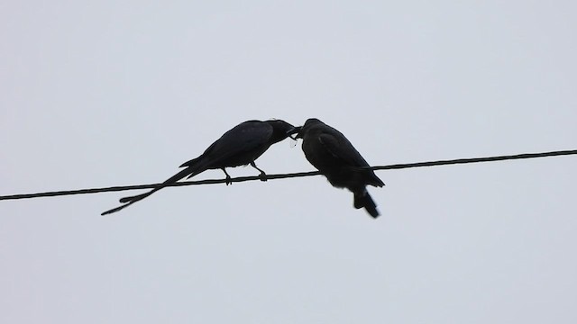 Ashy Drongo - ML473317421