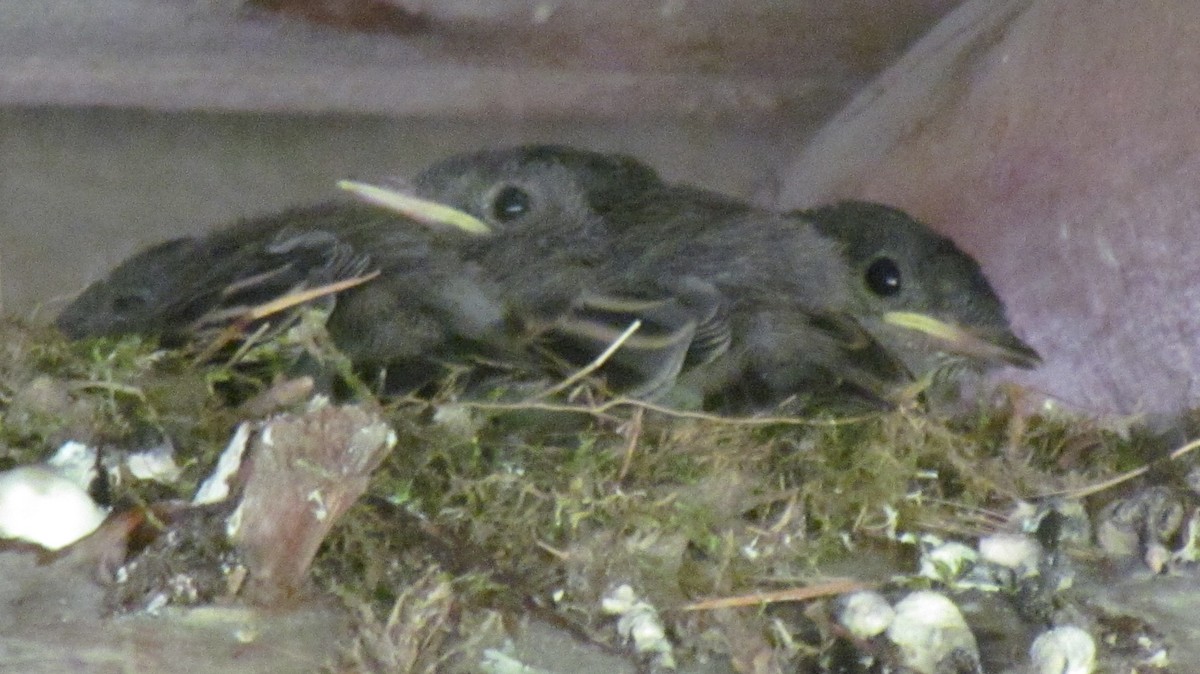 Eastern Phoebe - ML47331891