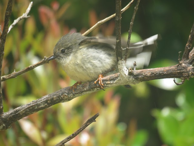 Tomtit Bülbülü - ML473319241