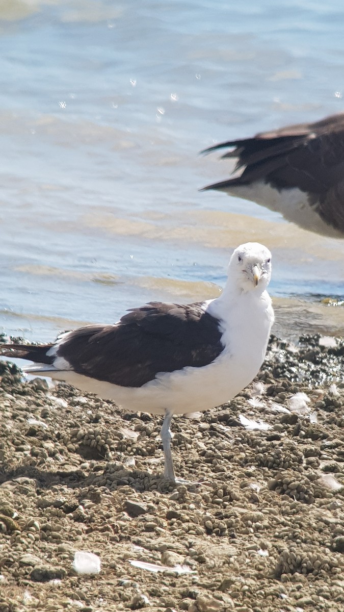 Kelp Gull (vetula) - ML473319941