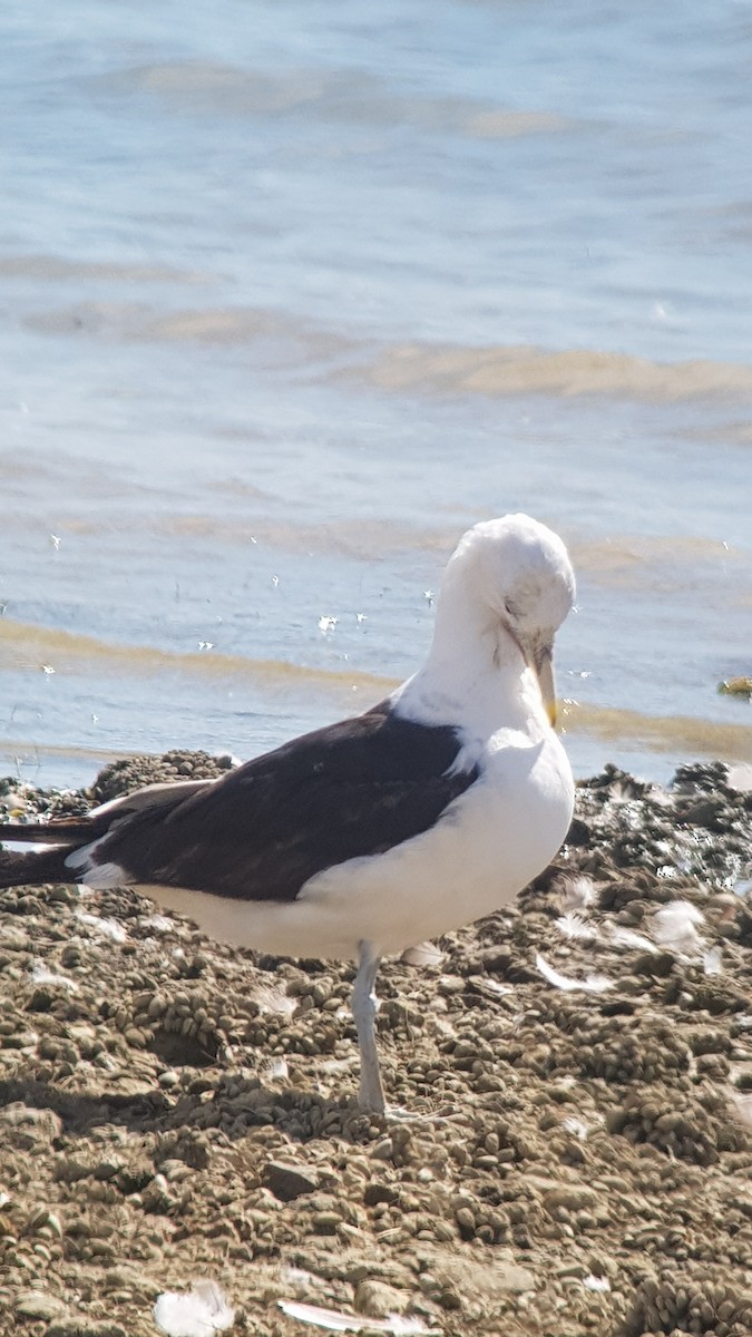 Kelp Gull (vetula) - ML473319951