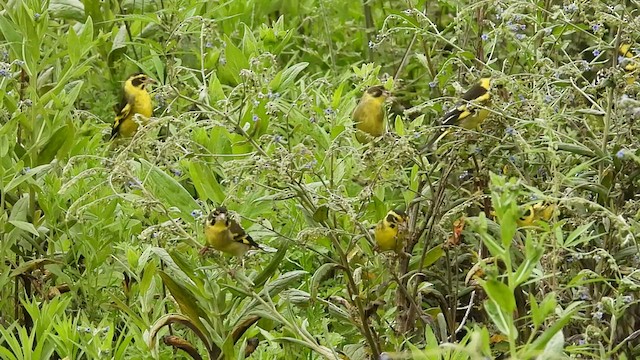 Yellow-breasted Greenfinch - ML473323101