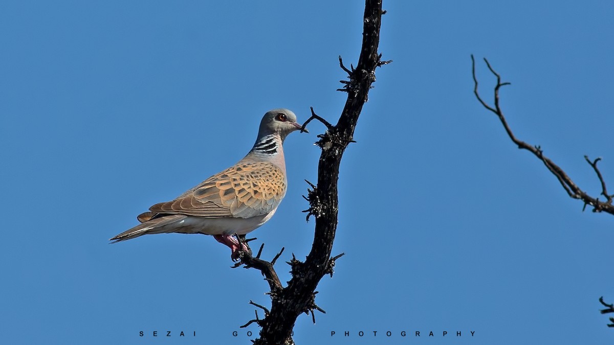 European Turtle-Dove - ML473323521