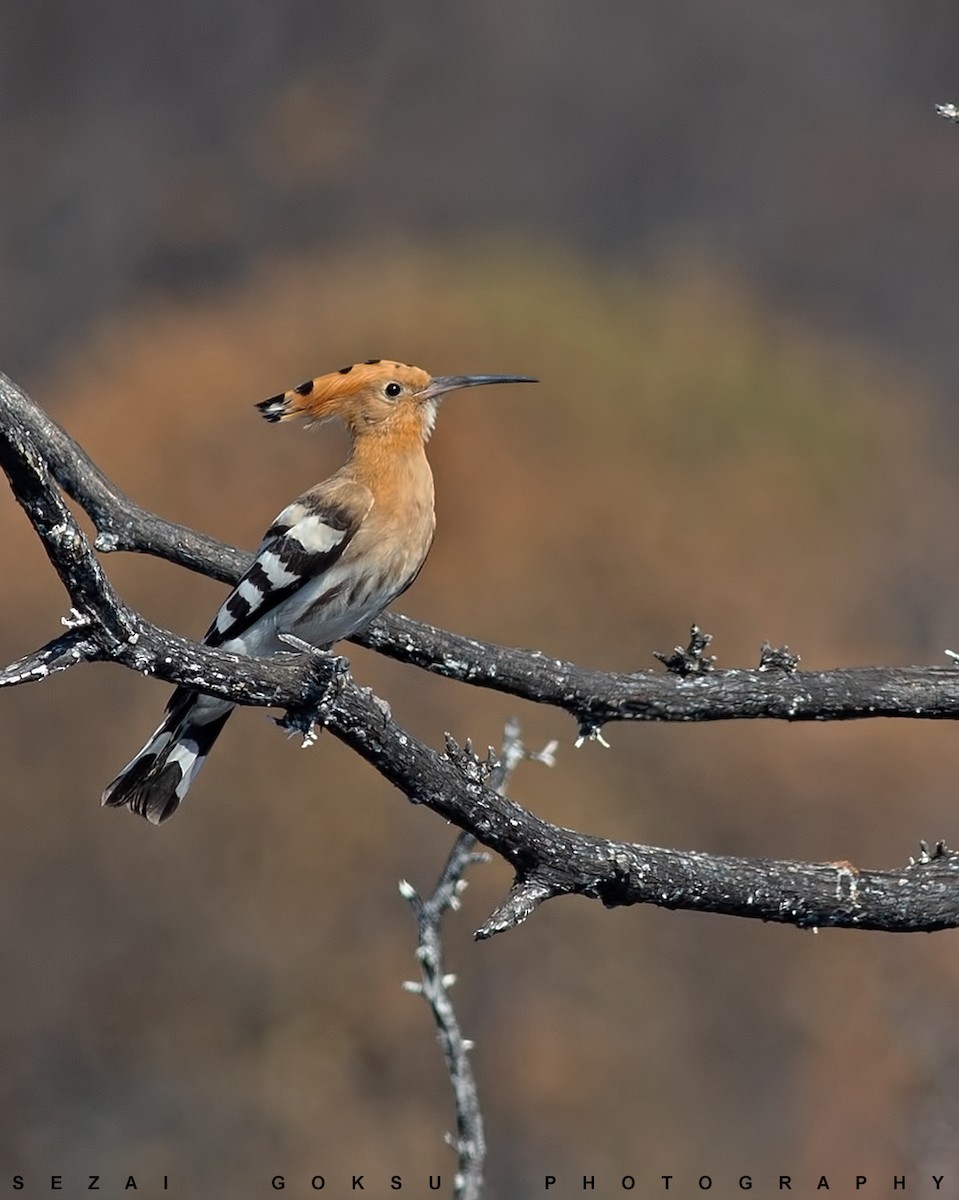 Eurasian Hoopoe - ML473323681