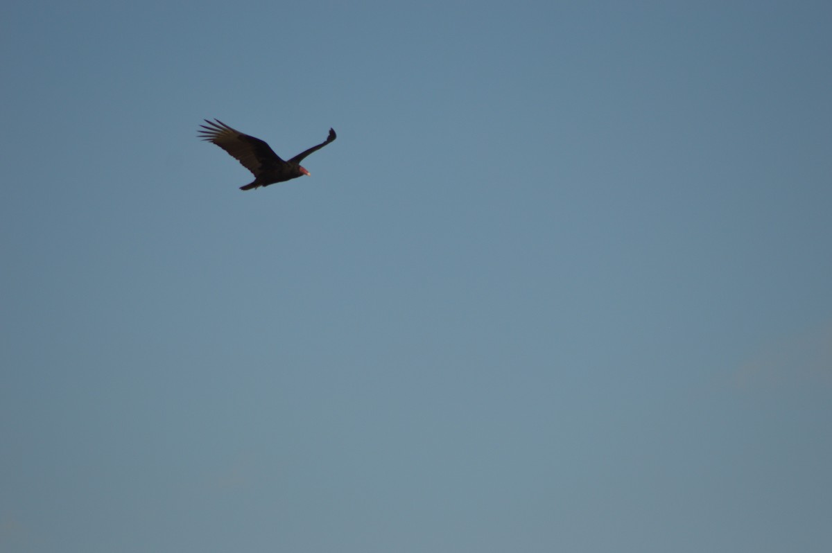 Turkey Vulture - ML473324031