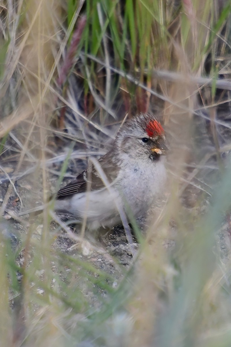 Hoary Redpoll - Eileen Gibney