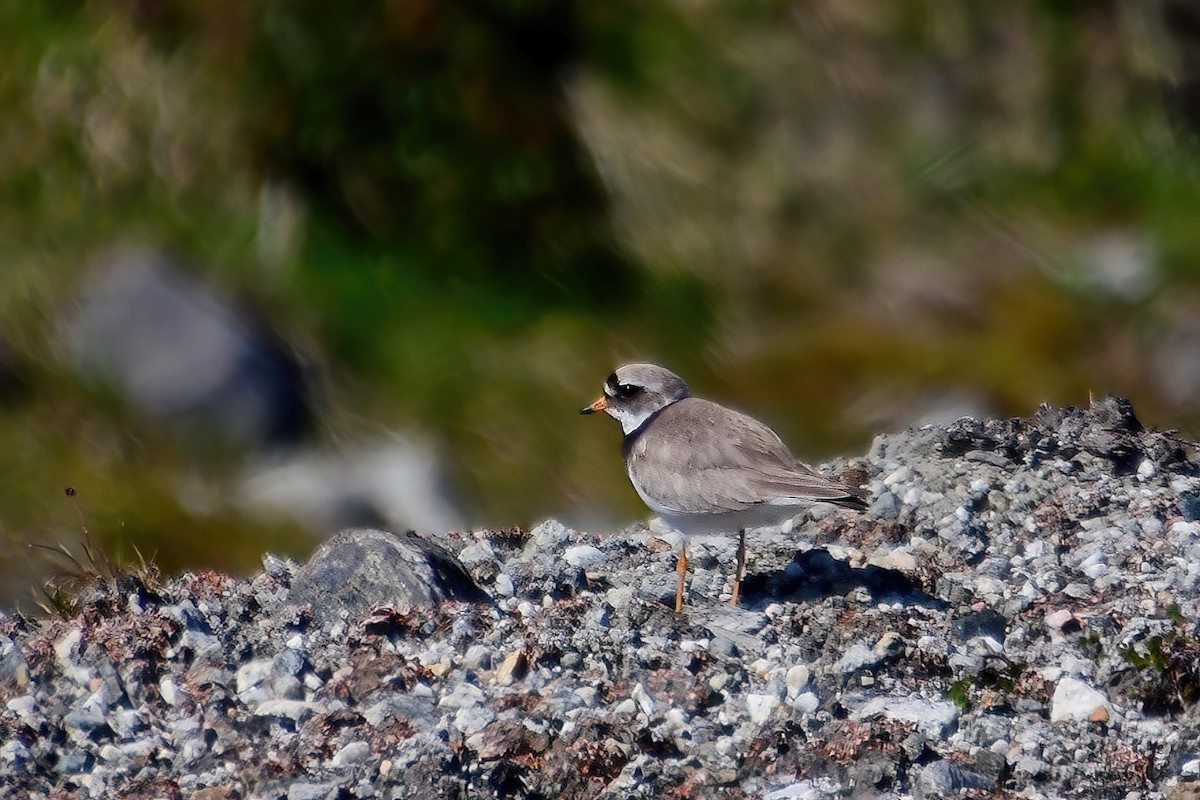 Common Ringed Plover - ML473325951