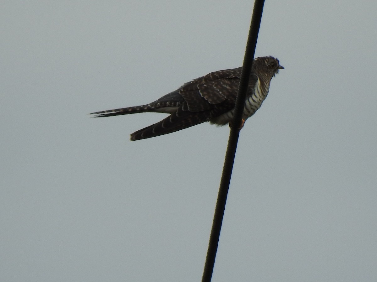 Kuku eurasiarra - ML473328231