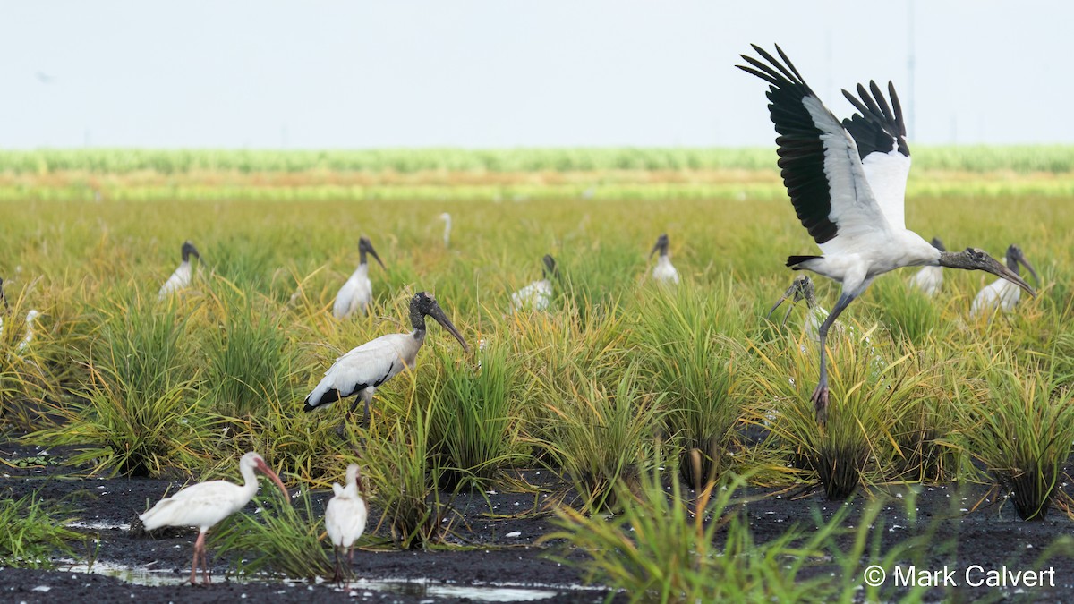 Wood Stork - ML473331651