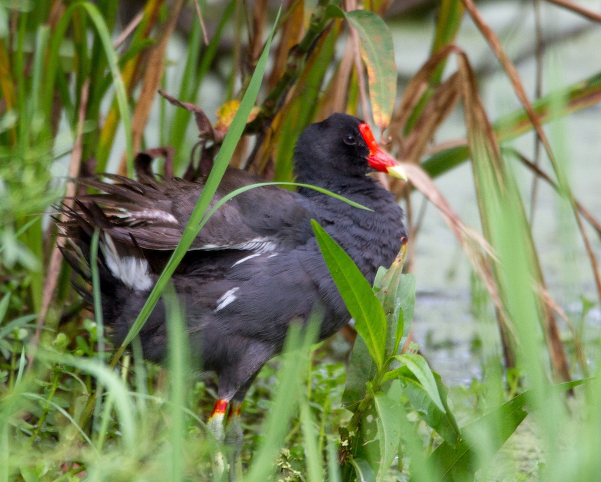 Common Gallinule - Matthew Dell