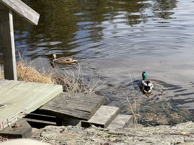Mallard - ML473332411