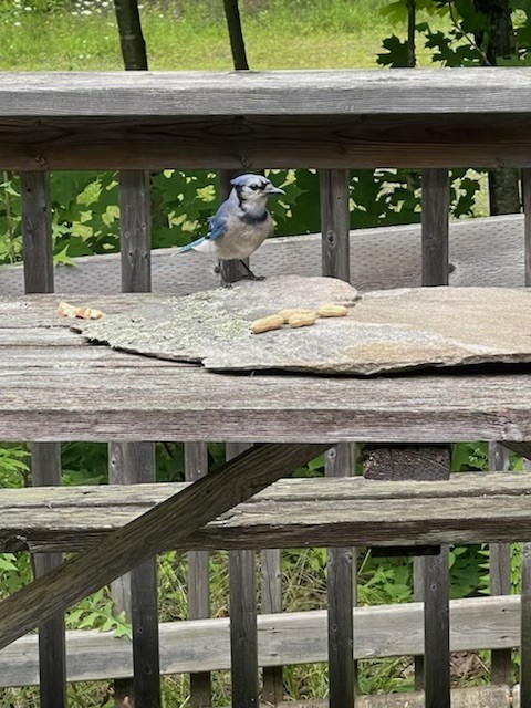 Blue Jay - ML473332501