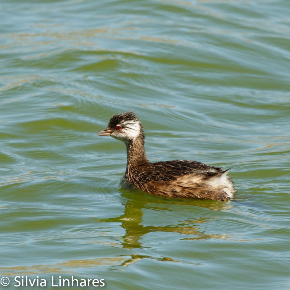 White-tufted Grebe - ML47333271