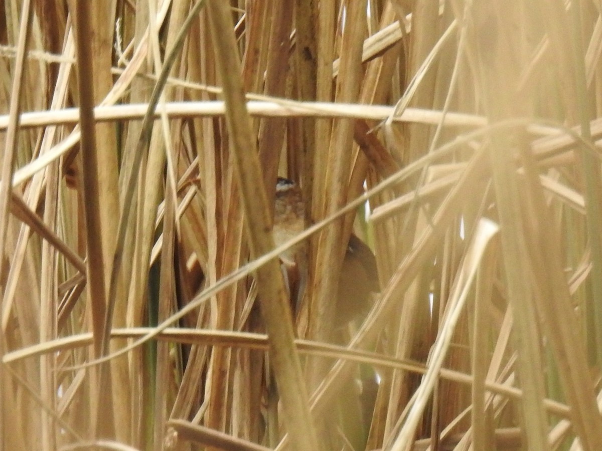 Marsh Wren - ML47333281