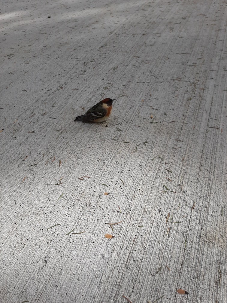 Bay-breasted Warbler - ML473333171