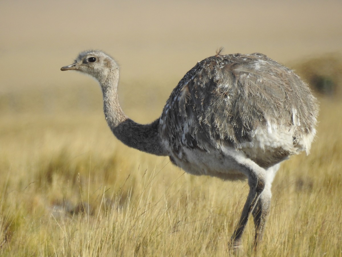 Lesser Rhea (Darwin's) - Pablo Gutiérrez Maier