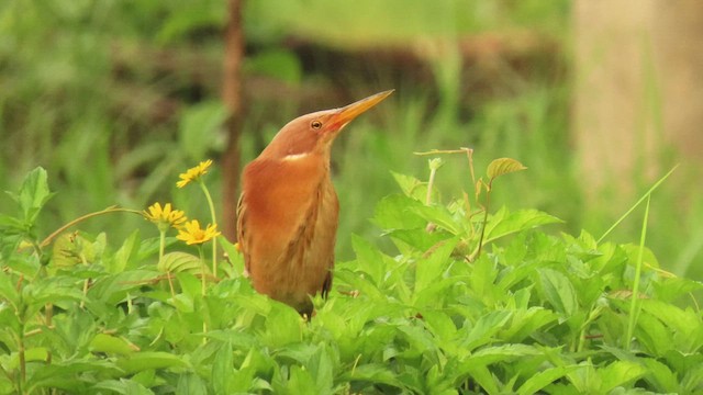 Cinnamon Bittern - ML473334241