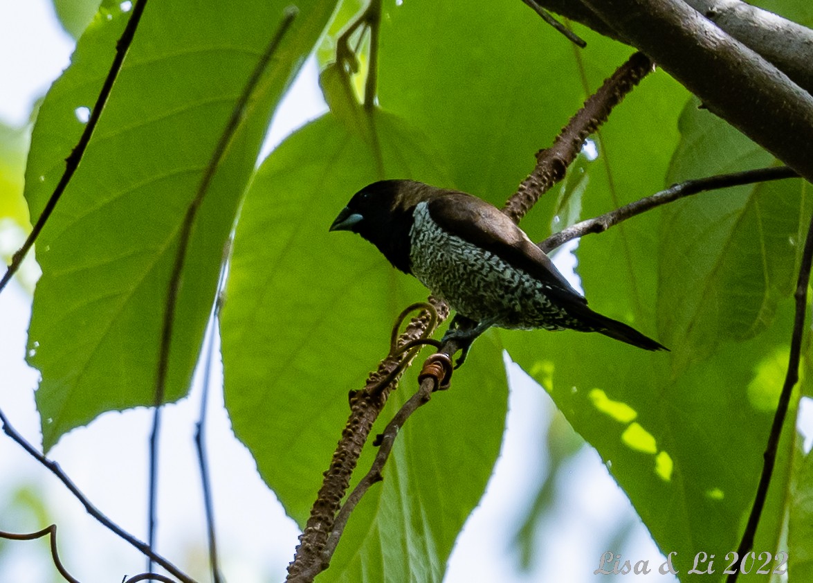 Black-faced Munia - Lisa & Li Li