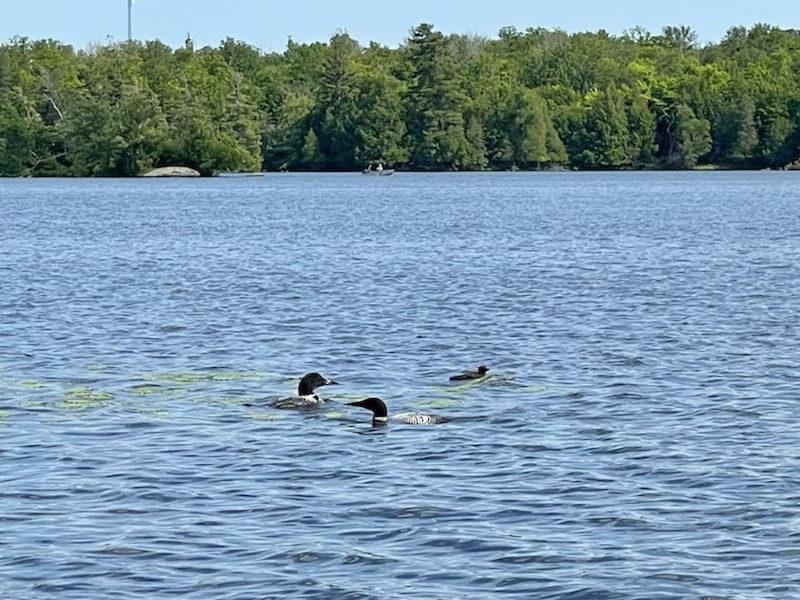 Common Loon - ML473334361