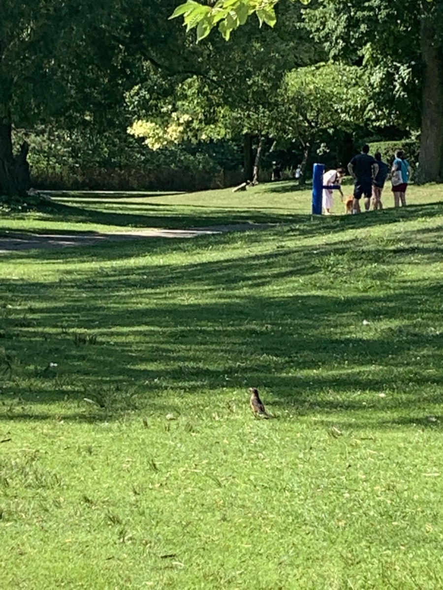 American Robin - ML473334851