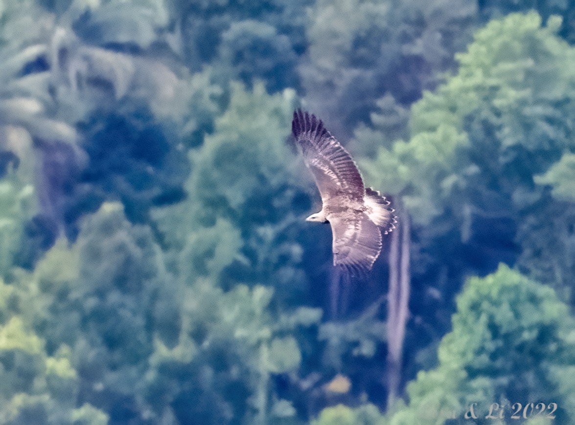 White-bellied Sea-Eagle - ML473334861