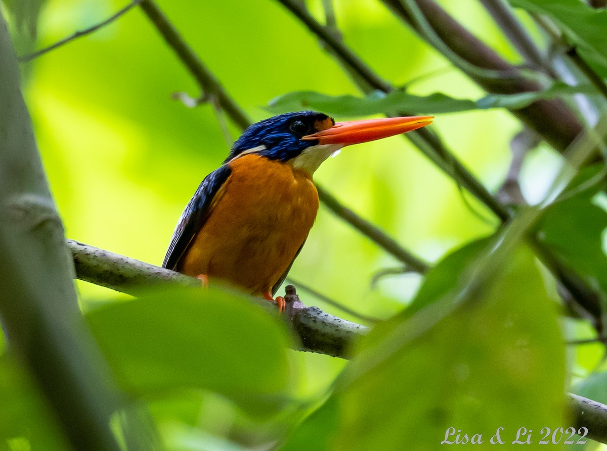 ledňáček seramský (ssp. uropygialis) - ML473335421