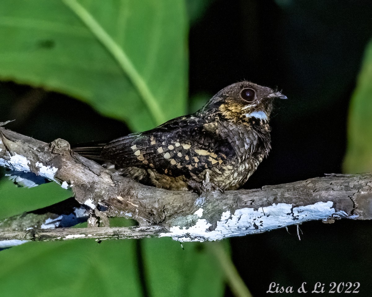 Sulawesi Nightjar - Lisa & Li Li