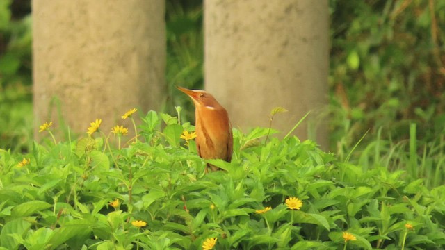 Cinnamon Bittern - ML473336041