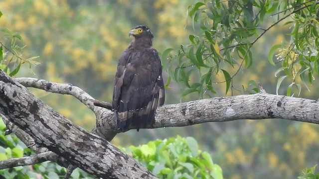 Haubenschlangenadler - ML473336791