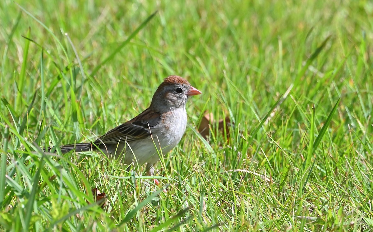 Field Sparrow - Donald Casavecchia