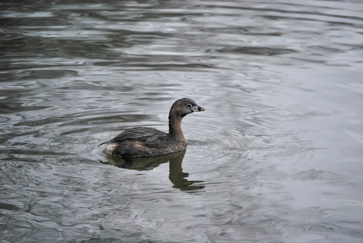 Pied-billed Grebe - ML473337361