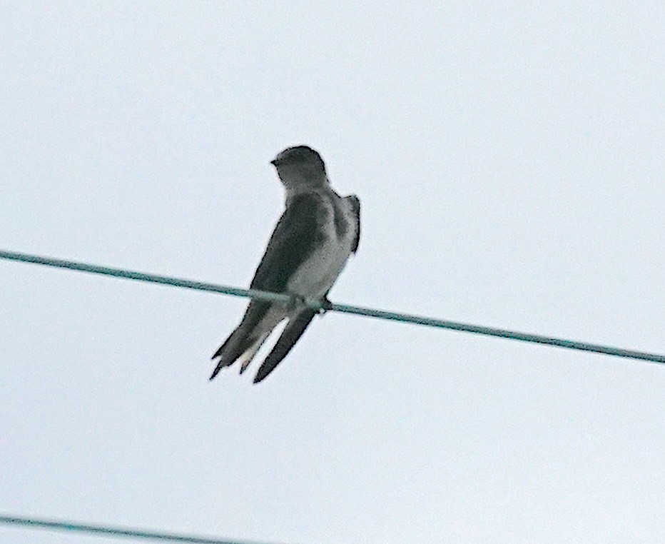 Purple Martin - ML473337541