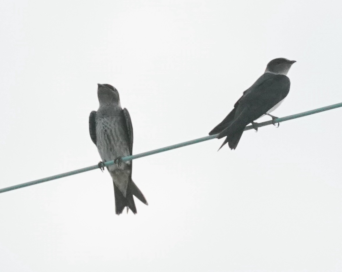 Purple Martin - ML473337551