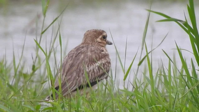 Indian Thick-knee - ML473338761