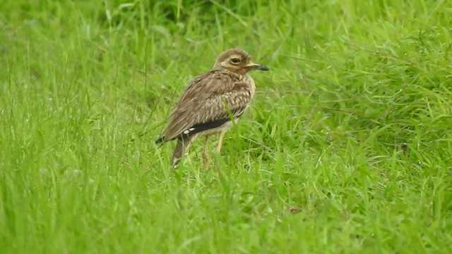 Indian Thick-knee - ML473339581