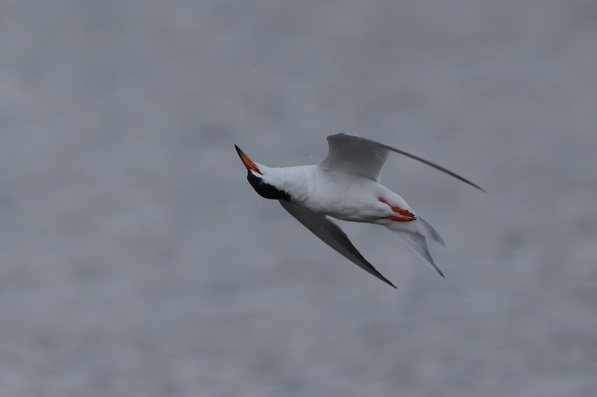 Forster's Tern - Robin Janson