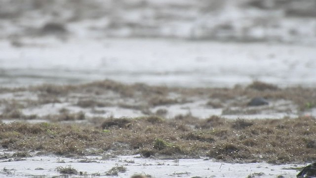 Calidris sp. (petit bécasseau sp.) - ML473341721