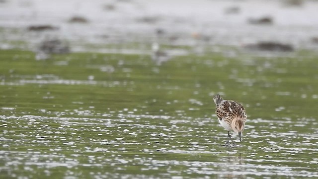 Calidris sp. (petit bécasseau sp.) - ML473341851