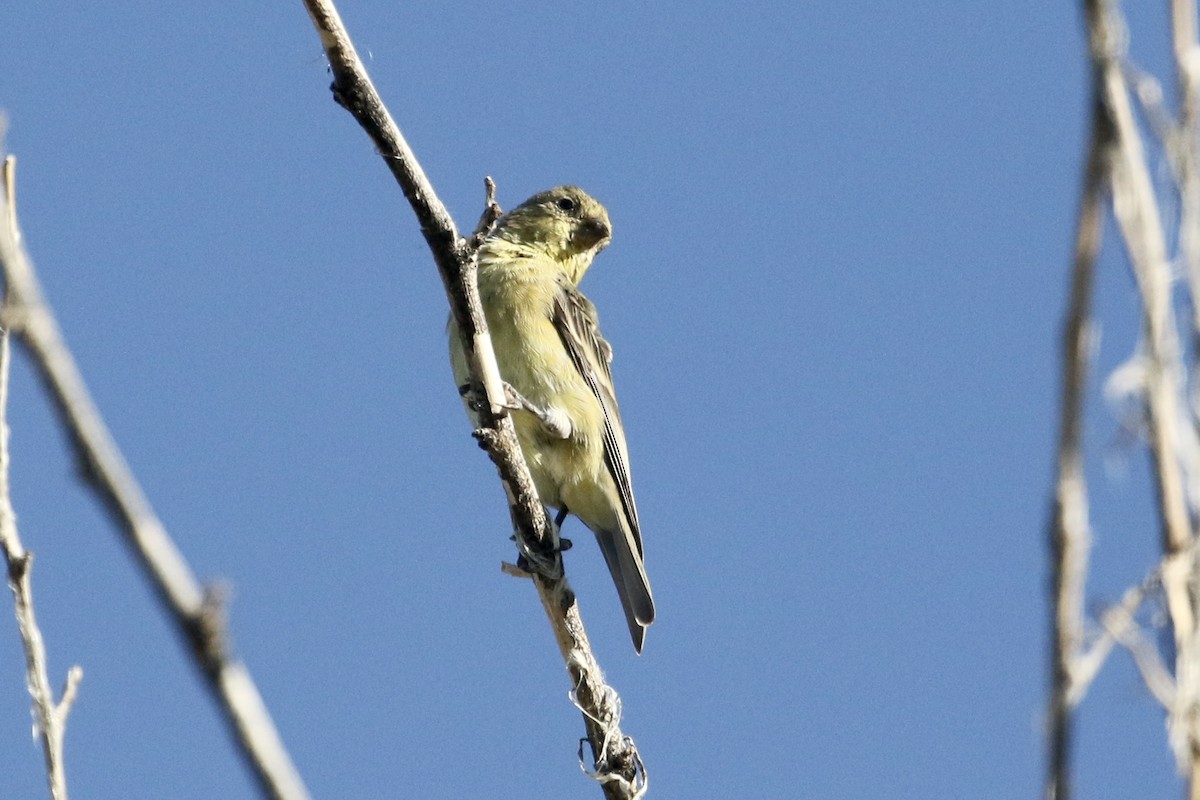 Chardonneret mineur - ML473342761