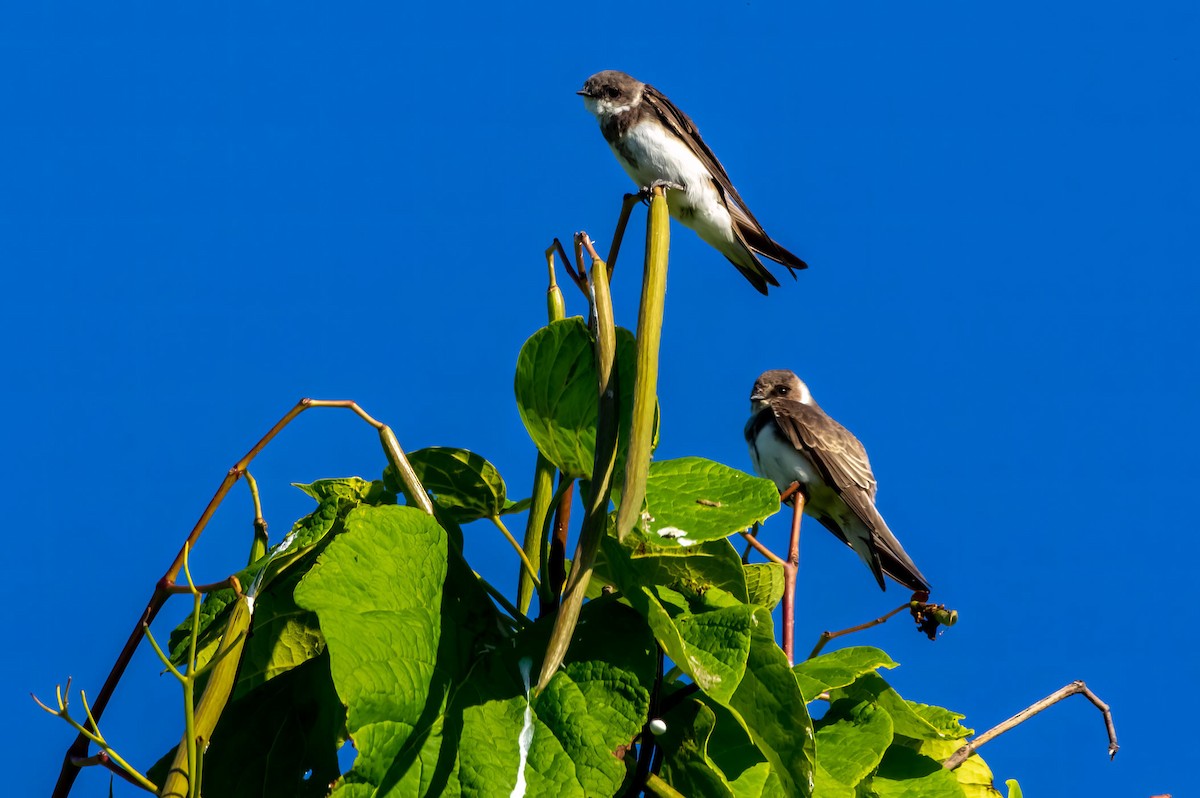 Bank Swallow - ML473342961