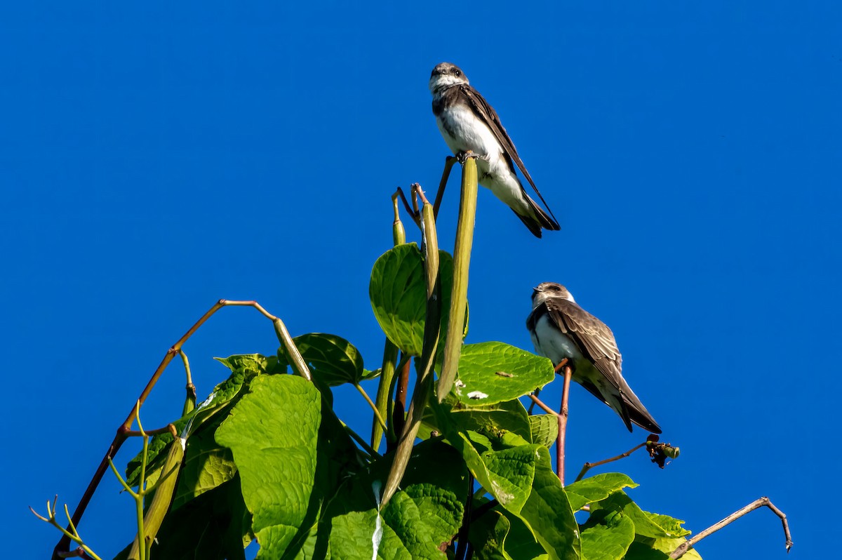 Bank Swallow - ML473342991