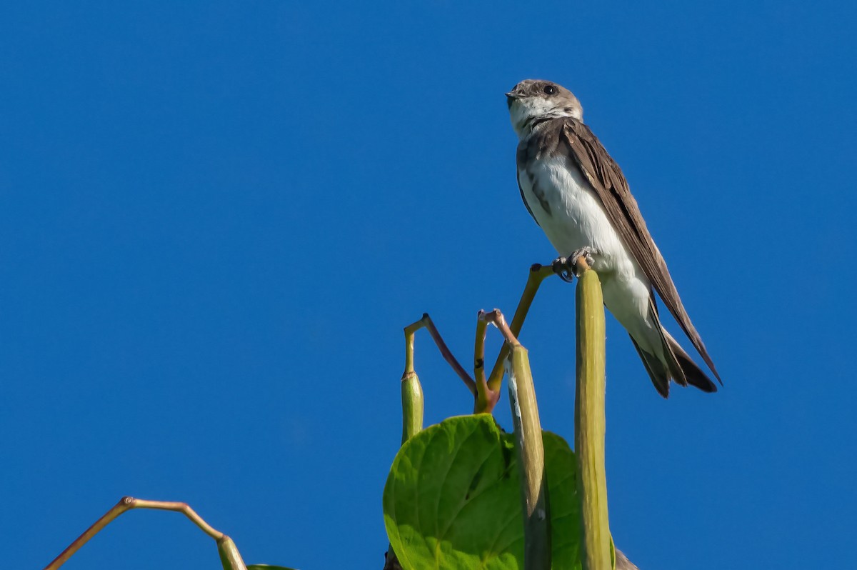 Bank Swallow - ML473343001