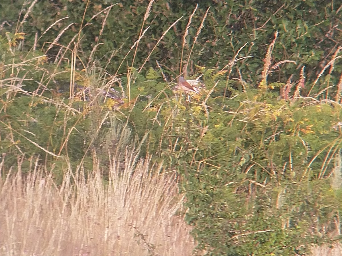 Red-backed Shrike - ML473343031