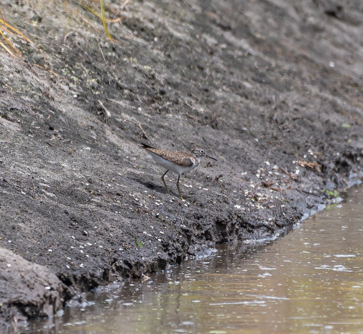 Solitary Sandpiper - ML473344971