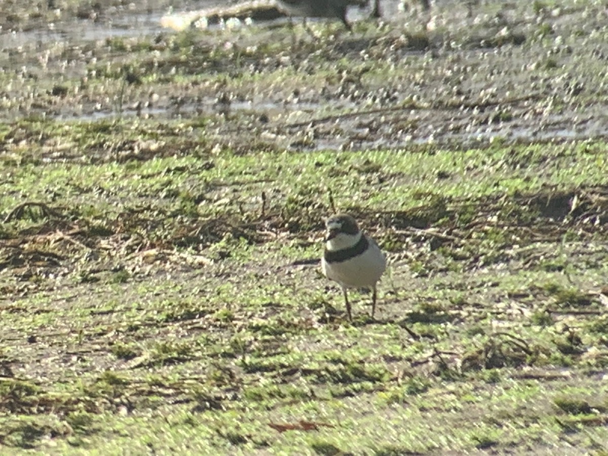 Semipalmated Plover - ML473345731