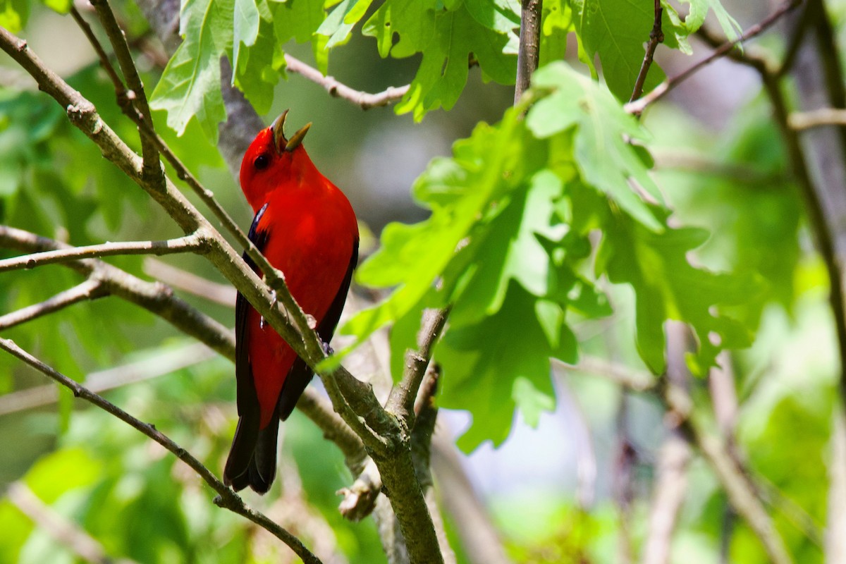 Scarlet Tanager - ML473346171