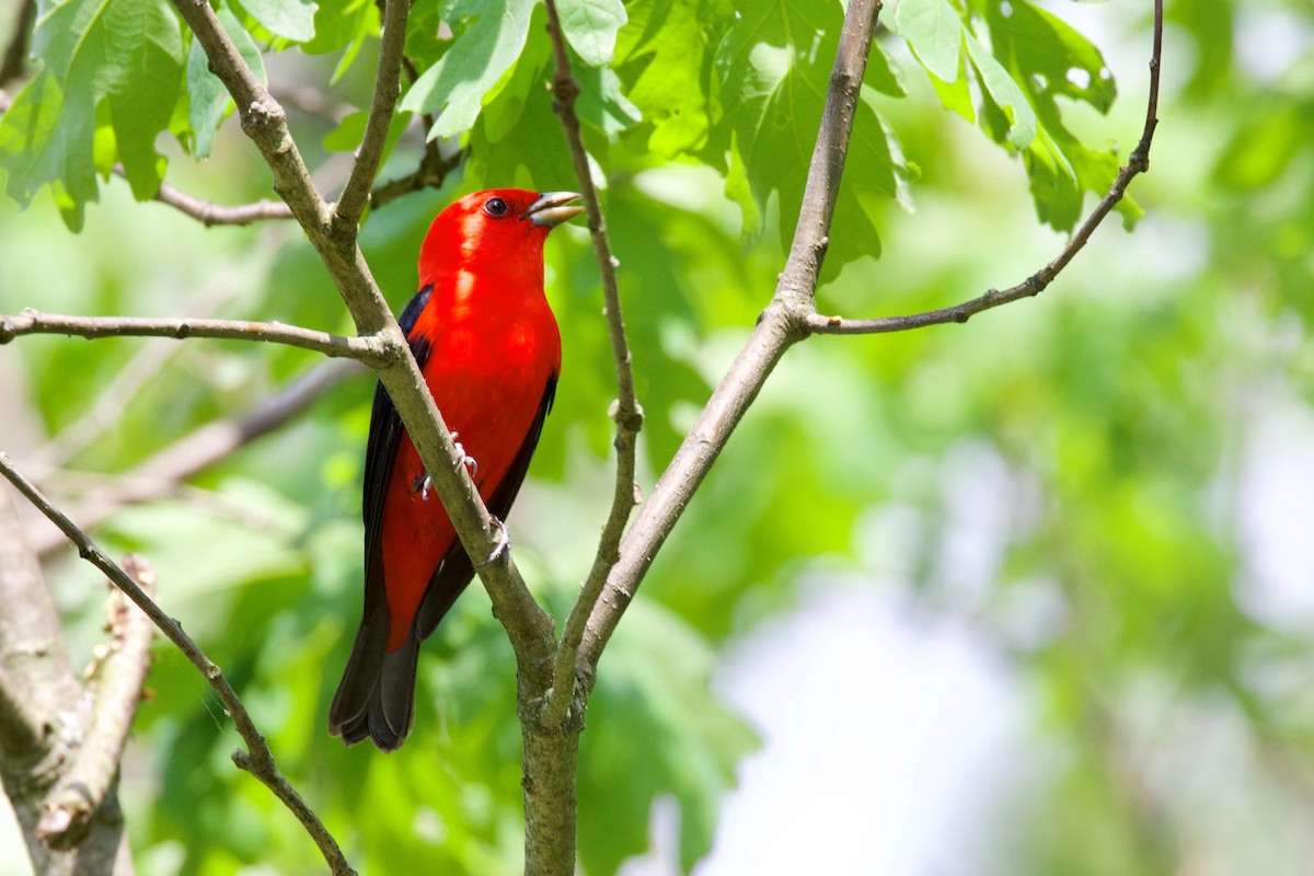 Scarlet Tanager - ML473346201