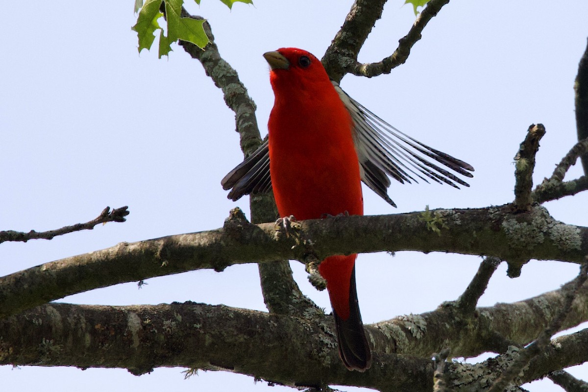 Scarlet Tanager - ML473346221
