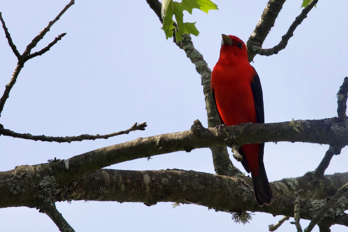 Scarlet Tanager - ML473346231
